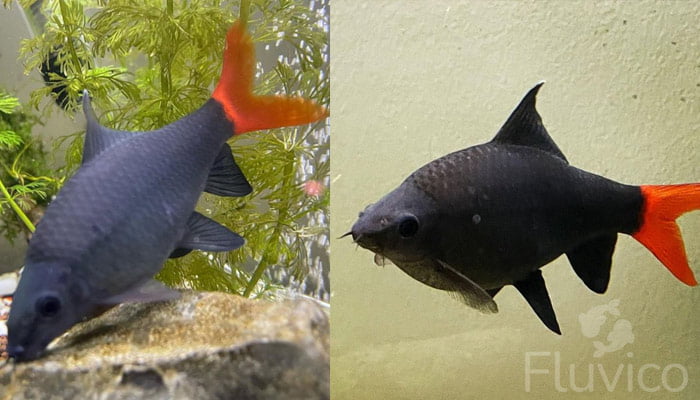 Red tail shark feeding