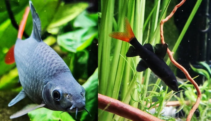 Redtail shark front view