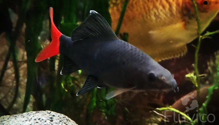 Red tail shark side view