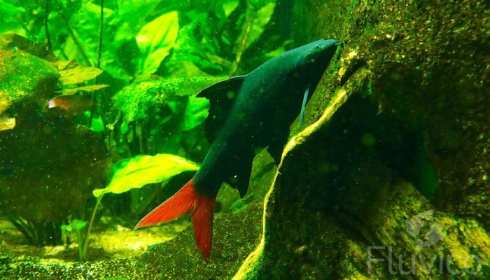 Red-tail shark swimming up