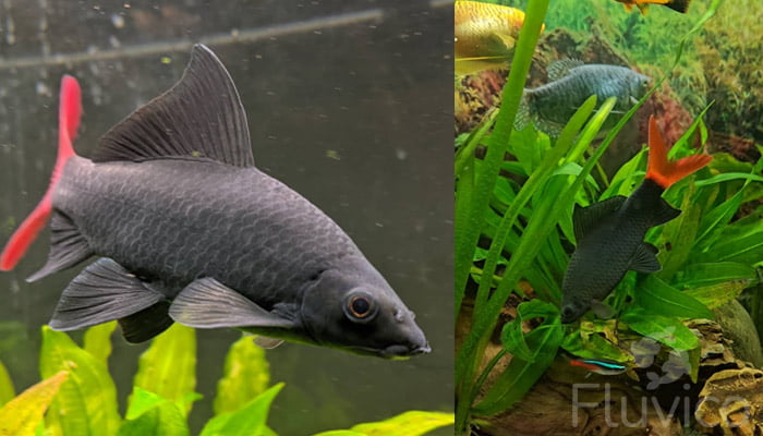 Redtail shark tank mates