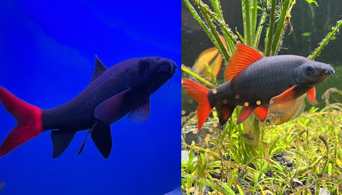 Redtail shark vs Rainbow Shark