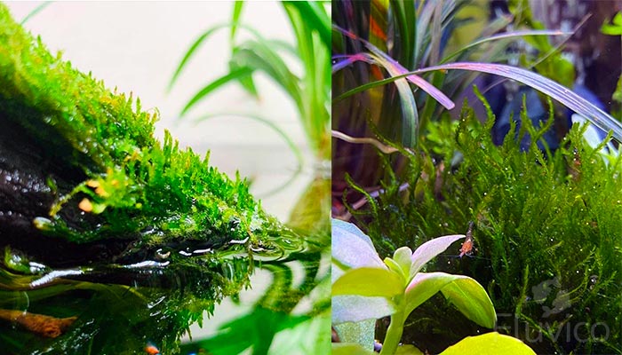 Submersed Flame Moss