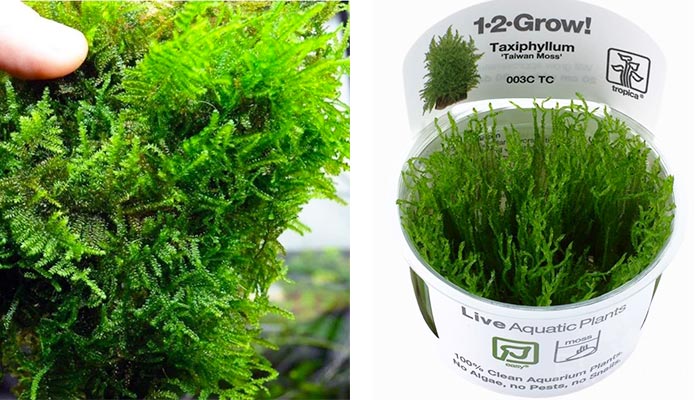 Taiwan Moss