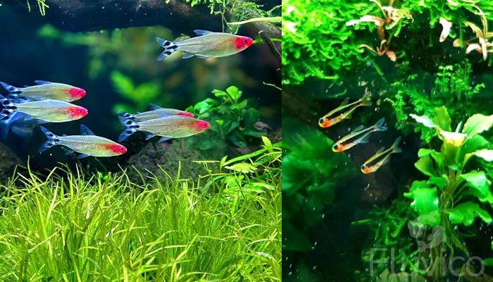 Tetras among plants