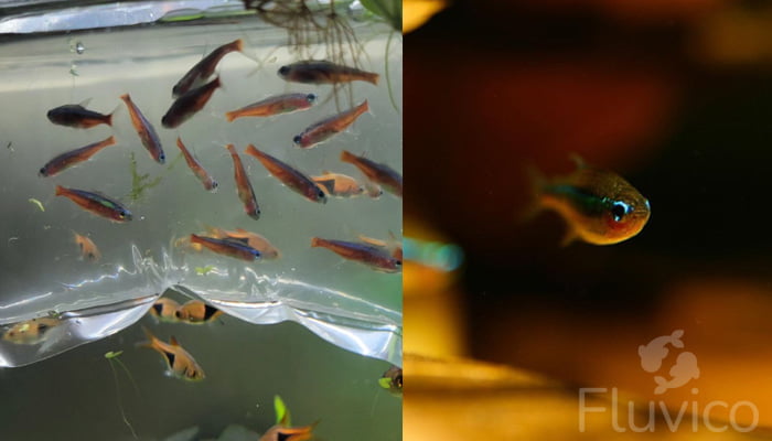 Tetras breeding