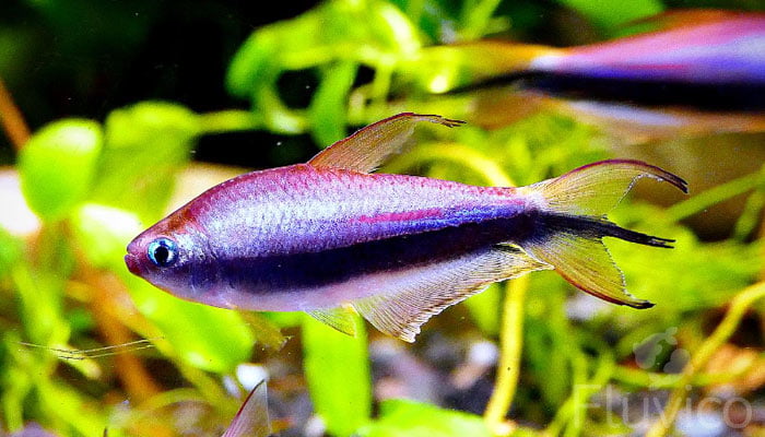 Tetras close up side