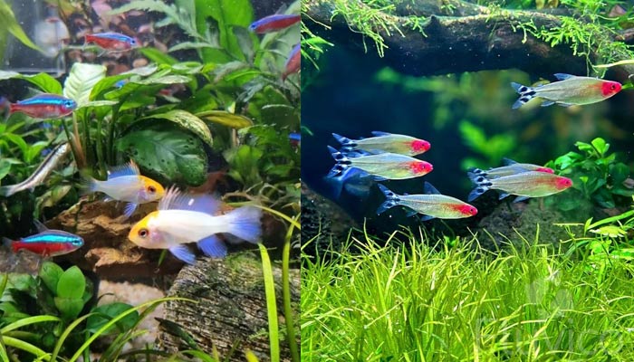 Tetras tank mates