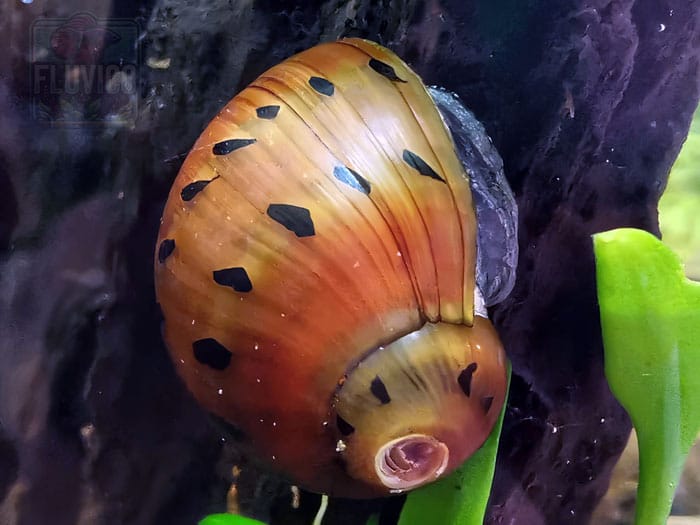 Tiger Nerite Snails Vittina semiconica