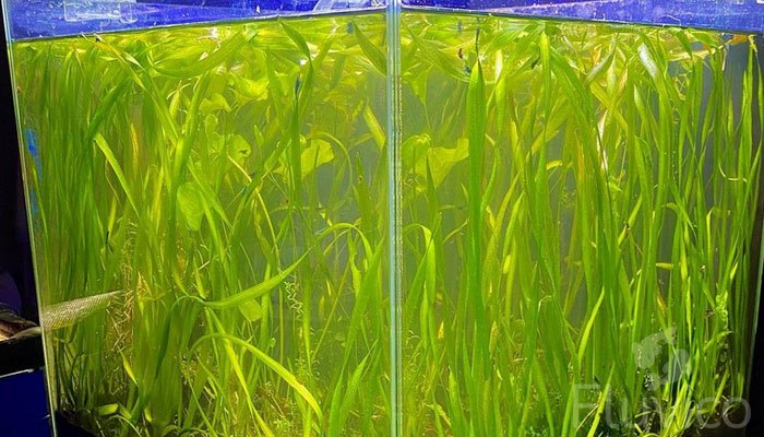Vallisneria-aquarium