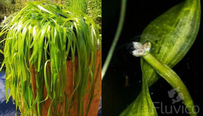 Vallisneria-close-up