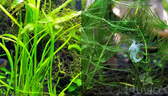 Vallisneria-growing
