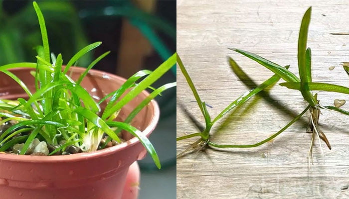 Vallisneria-planting