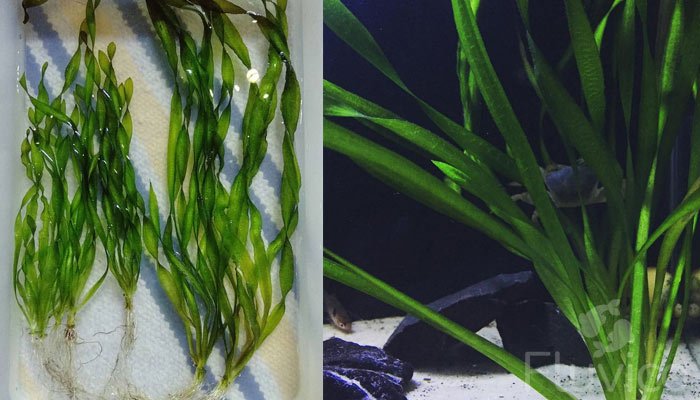 Vallisneria-propagate