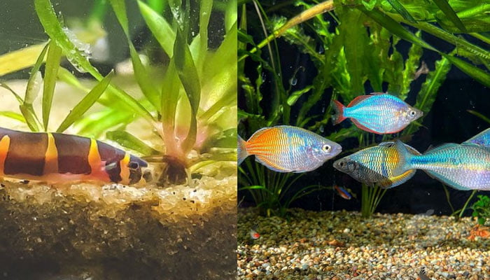 Vallisneria-tank-mates