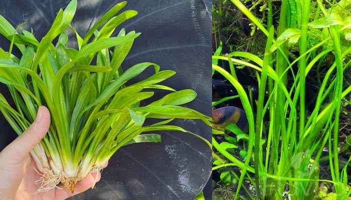 Vallisneria-vs-sagittaria