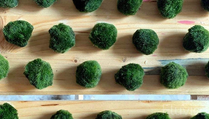 Various Sizes Marimo Moss Balls