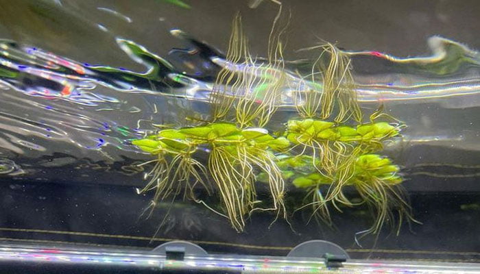 Water-Spangles-floating