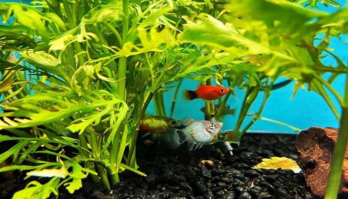 Water-Wisteria-and-goldfish