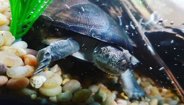 Water-Wisteria-and-turtles