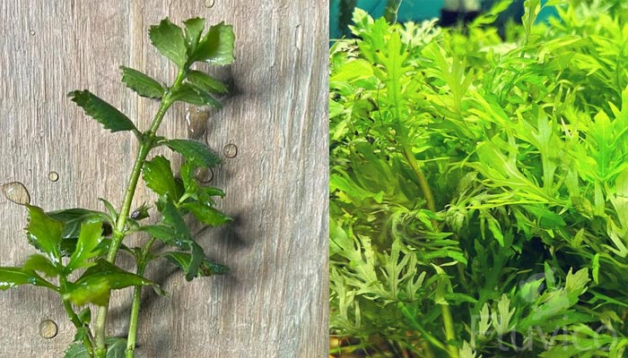 Water-Wisteria-large