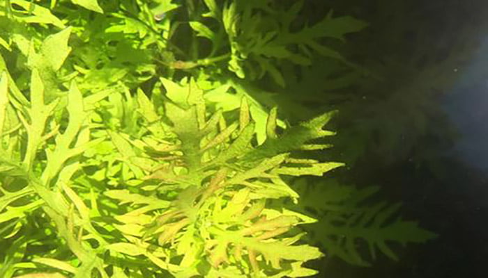 Water-Wisteria-turning-red