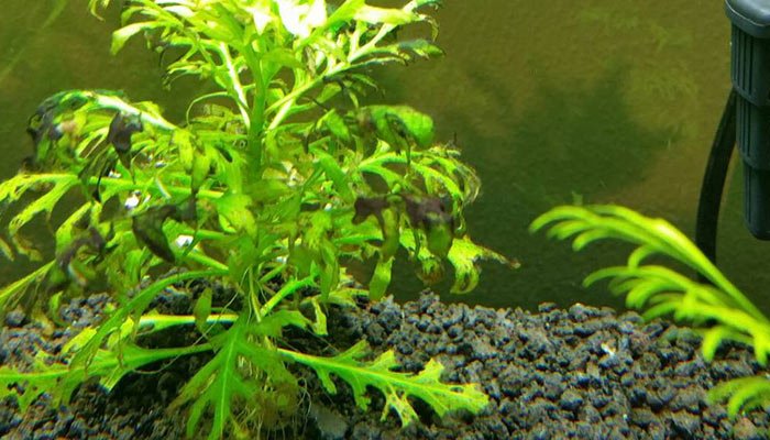 Water Wisteria melting