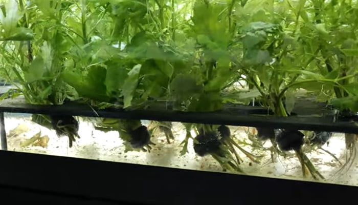 Water Wisteria Roots