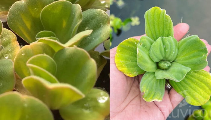 Water-lettuce-closeup