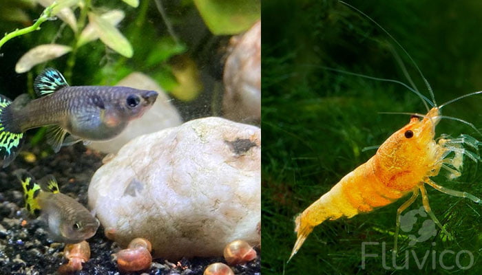 Water-lettuce-fish-and-shrimp