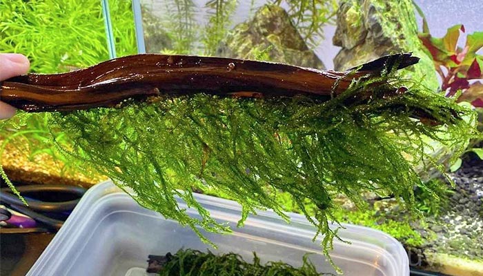 Weeping Moss Attached to a branch