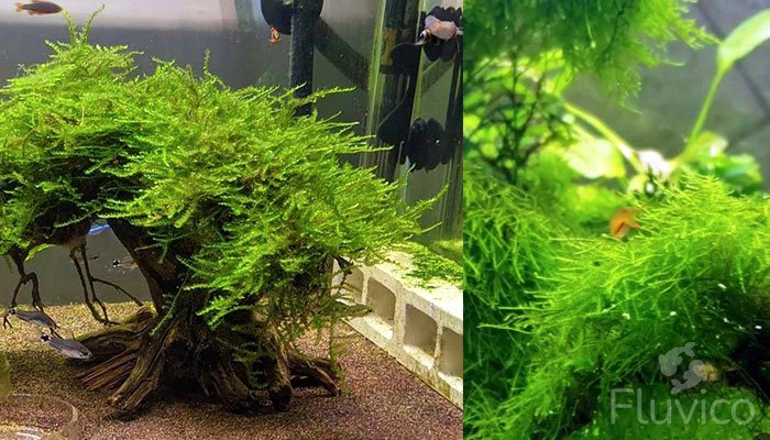 Weeping Moss Bonsai Tree