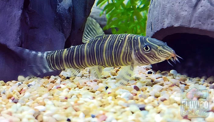 Zebra Loach Botia Striata