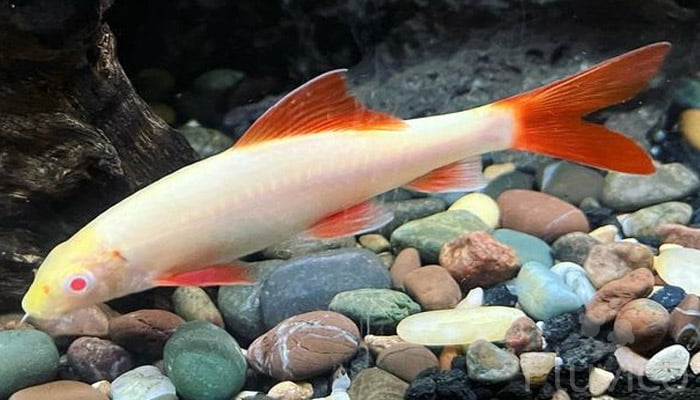 albino rainbow shark