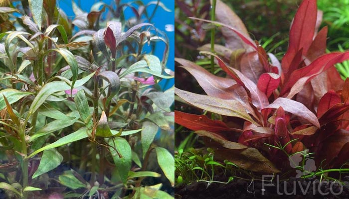 alternanthera reineckii