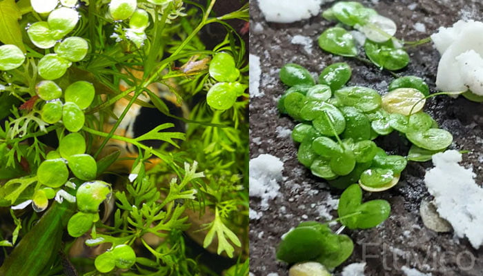 aquarium-plants-types