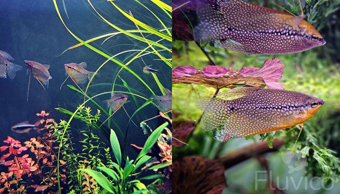 beautiful Pearl gourami