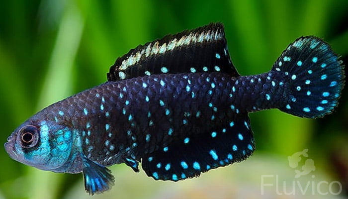 blue dot Killifish