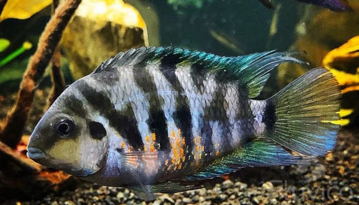 convict cichlid close up