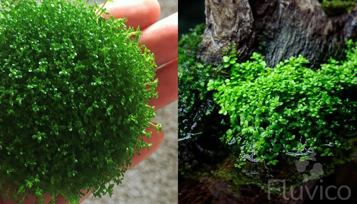 dwarf-baby-tears-Propagating