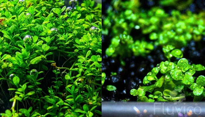 dwarf-baby-tears-and-monte-carlo