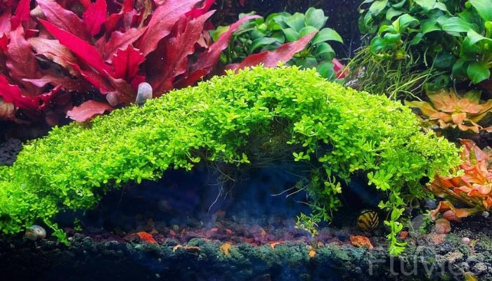 dwarf-baby-tears-carpet