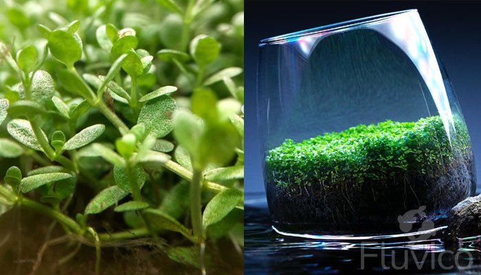 dwarf-baby-tears-closeup