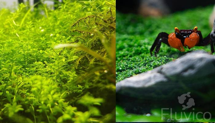 dwarf-baby-tears-crab