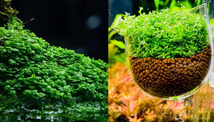 dwarf baby tears feature