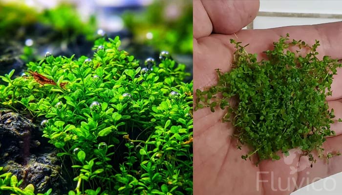 dwarf-baby-tears-planting