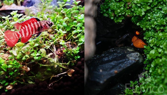 dwarf-baby-tears-tank-mates