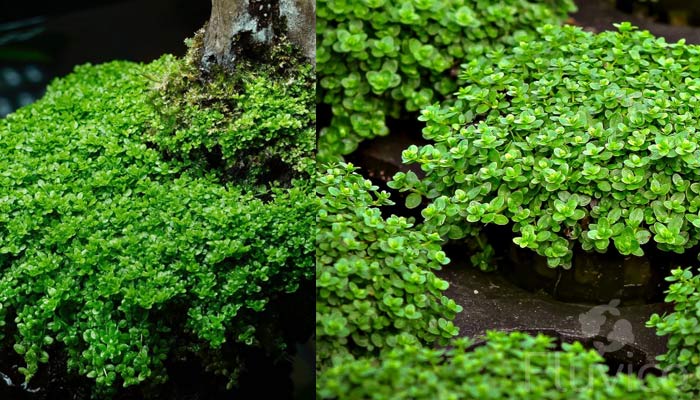 dwarf-baby-tears-tank