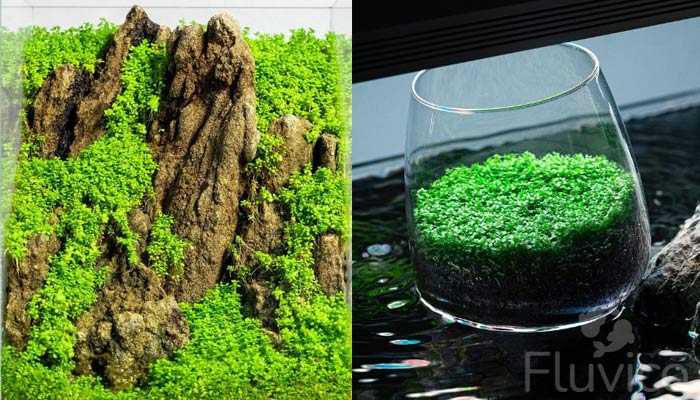 dwarf-baby-tears-tank2