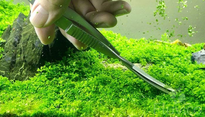 dwarf-baby-tears-trimming